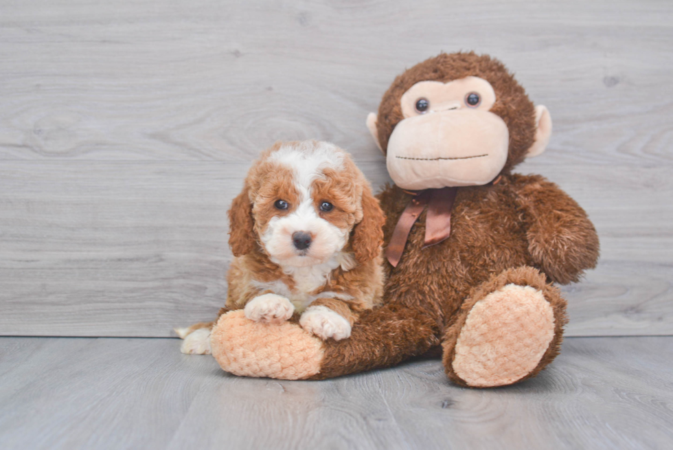 Mini Goldendoodle Puppy for Adoption