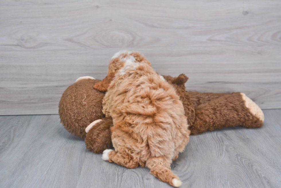 Mini Goldendoodle Pup Being Cute