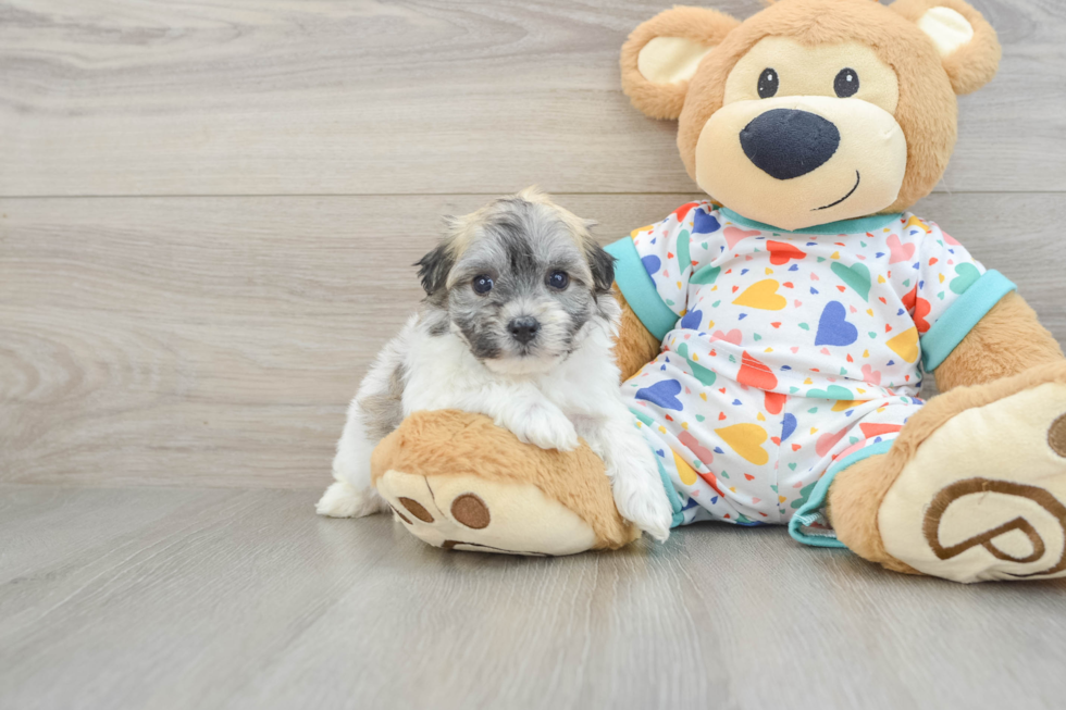 Havachon Pup Being Cute