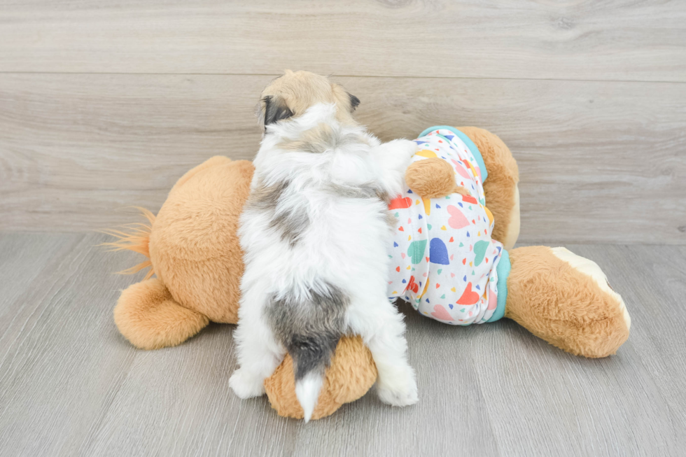 Havachon Puppy for Adoption