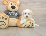 5 week old Havachon Puppy For Sale - Premier Pups