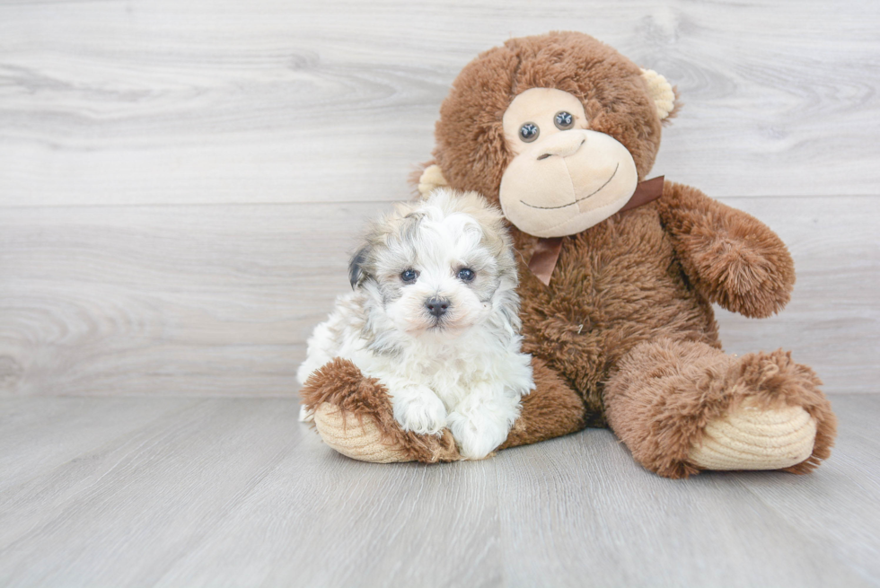 Adorable Havanese Designer Puppy