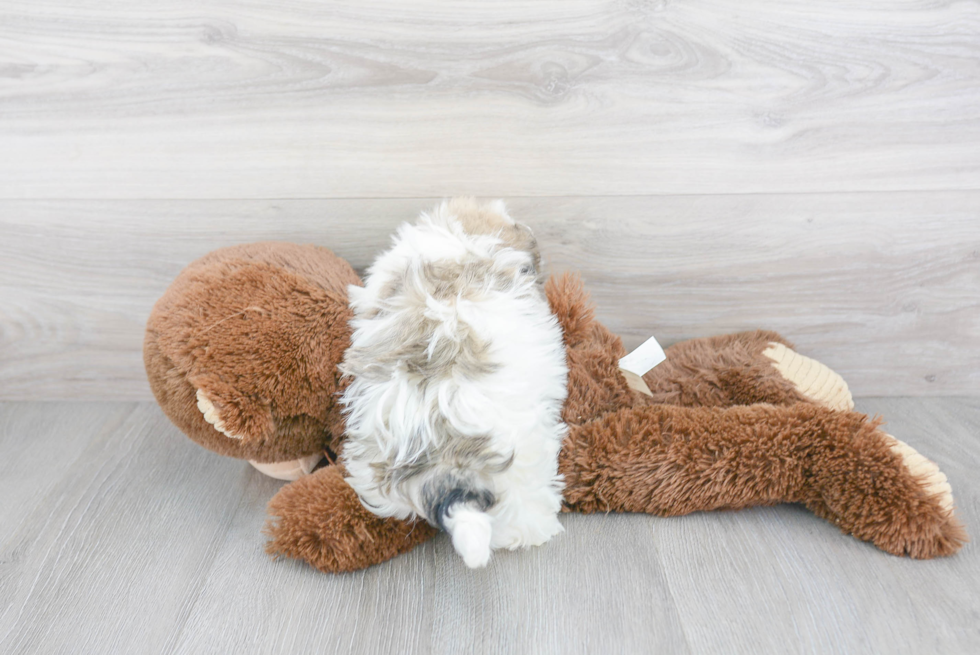 Playful Havanese Designer Puppy