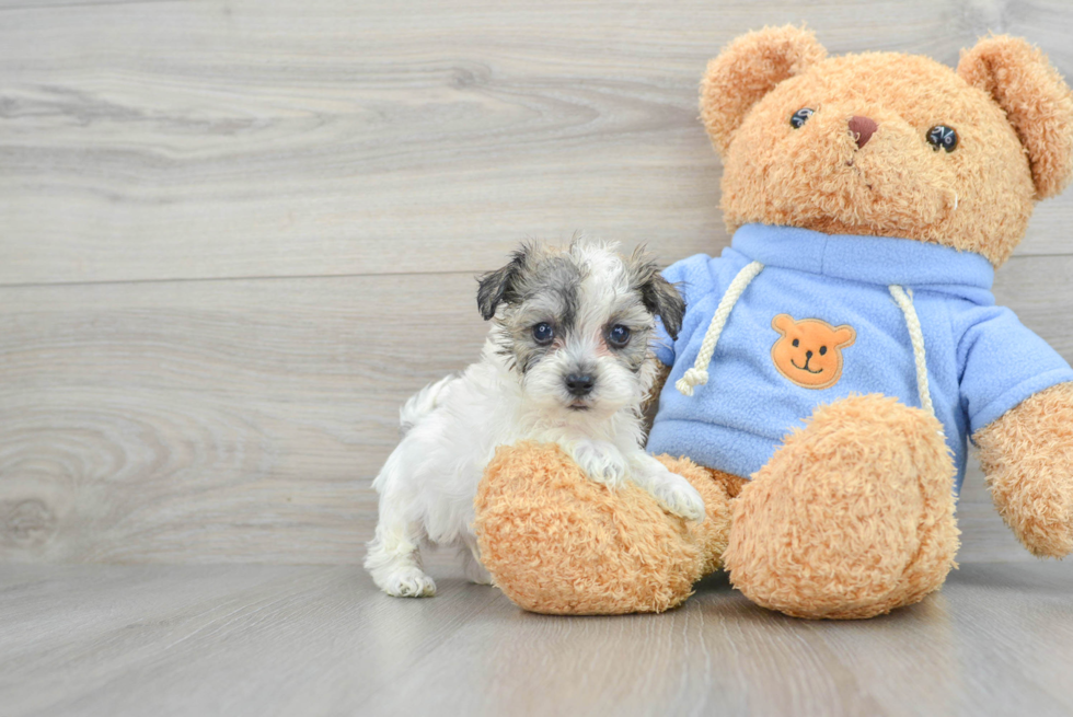 Smart Havachon Designer Pup