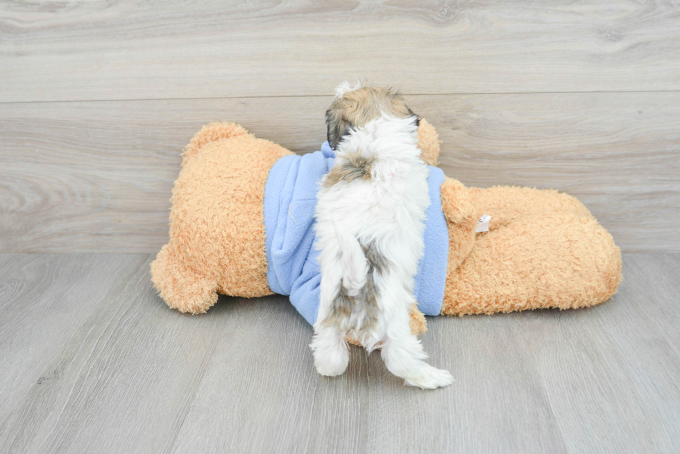 Friendly Havachon Baby