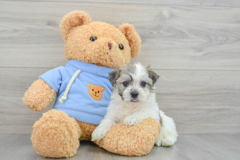 Havachon Puppy for Adoption