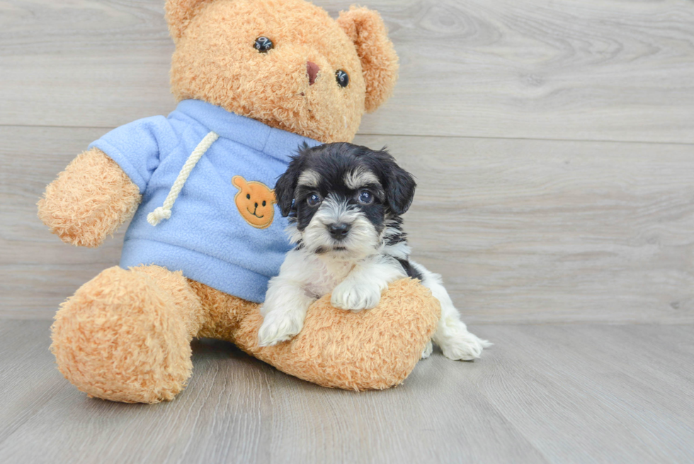 Petite Havachon Designer Pup