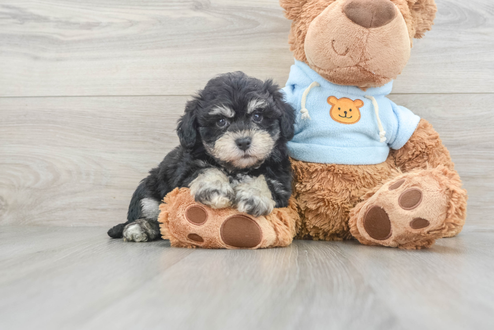 Havachon Puppy for Adoption