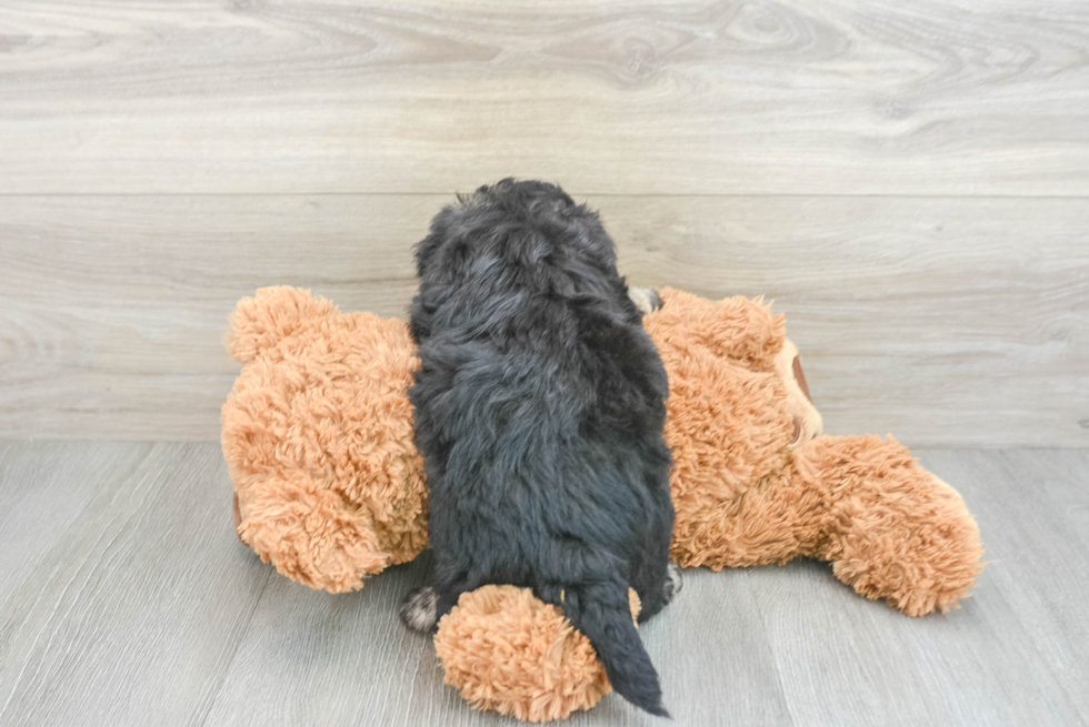 Hypoallergenic Havanese Designer Puppy