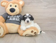 6 week old Havachon Puppy For Sale - Premier Pups