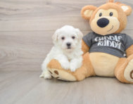 6 week old Havachon Puppy For Sale - Premier Pups