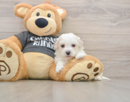 6 week old Havachon Puppy For Sale - Premier Pups