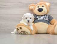 6 week old Havachon Puppy For Sale - Premier Pups