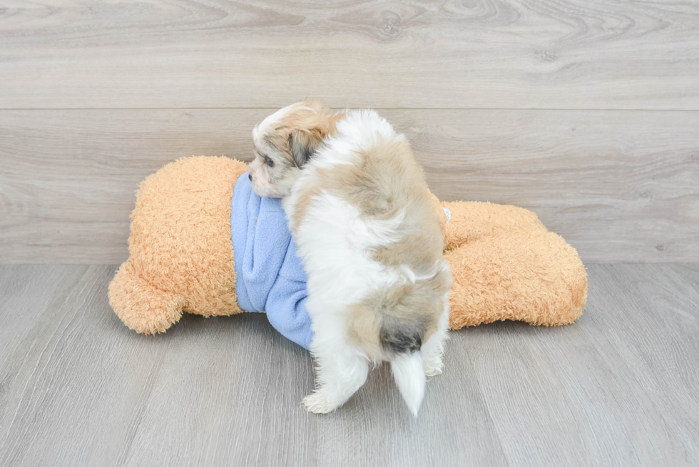 Adorable Havanese Designer Puppy