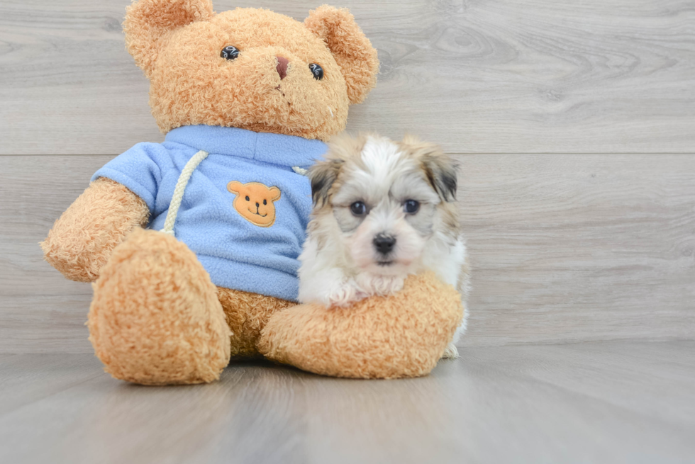 Havachon Pup Being Cute