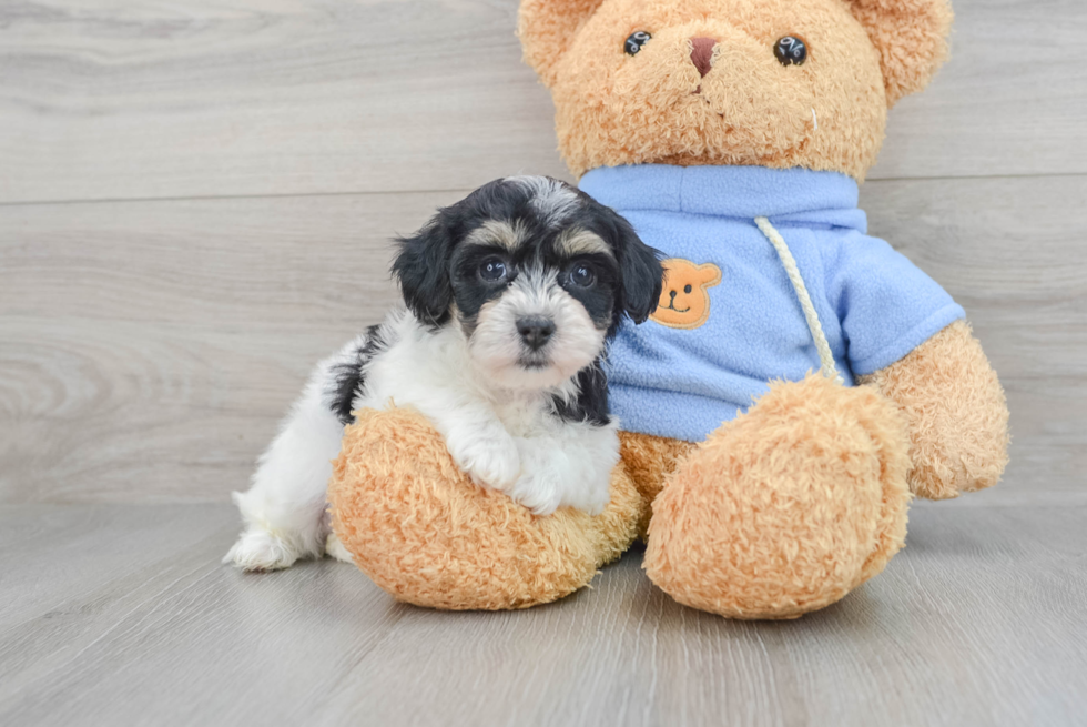 Havachon Pup Being Cute