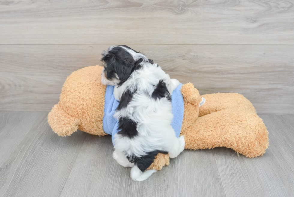 Havachon Puppy for Adoption