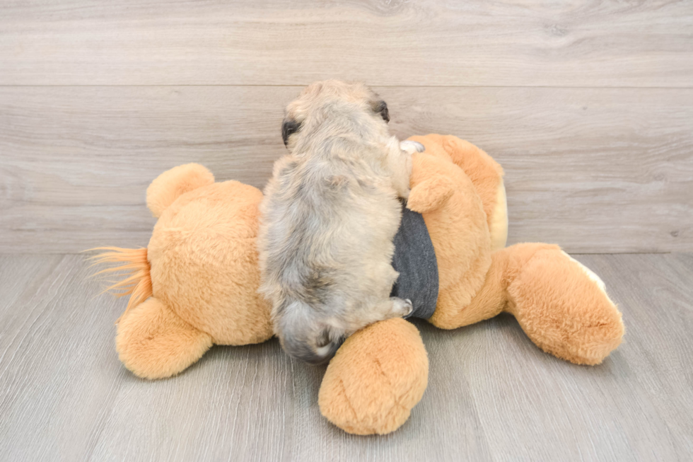 Petite Havachon Designer Pup