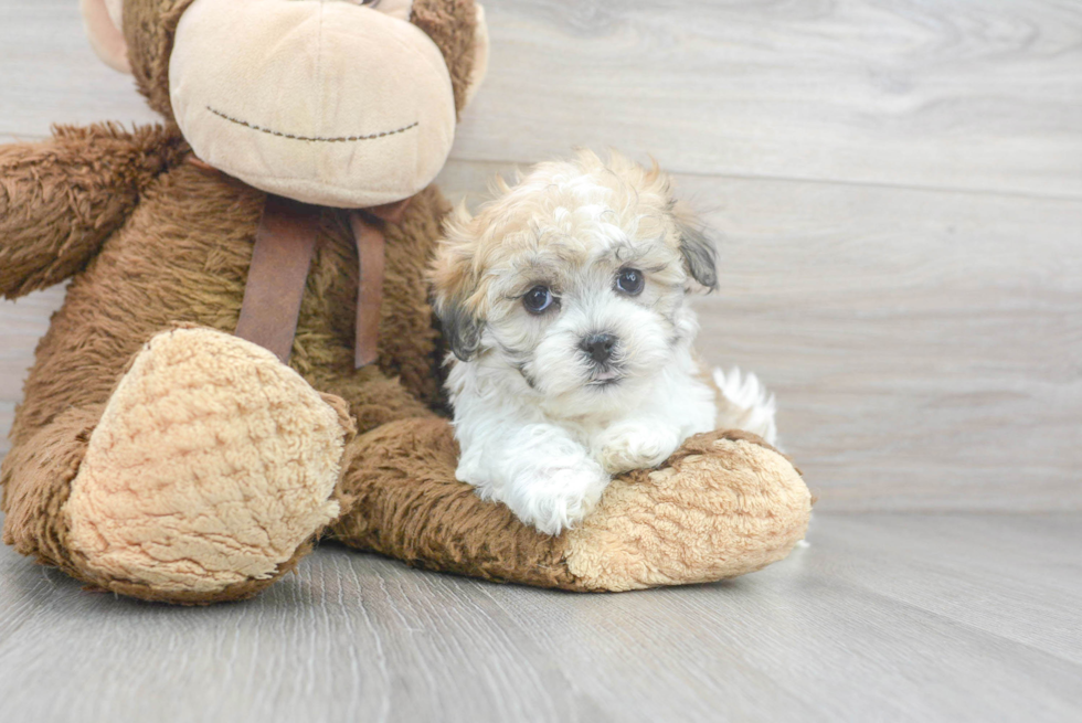 Havachon Pup Being Cute