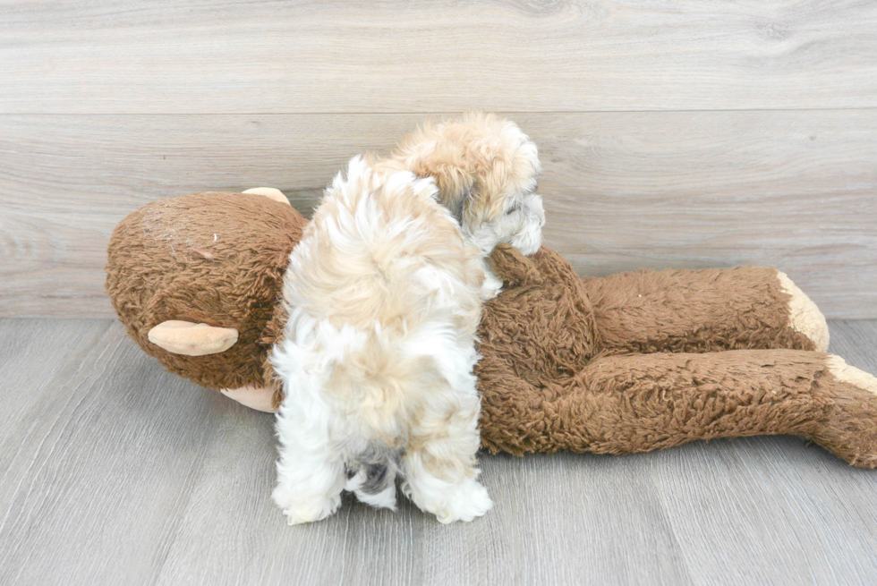 Smart Havachon Designer Pup