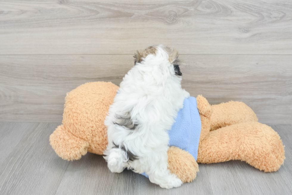 Smart Havachon Designer Pup