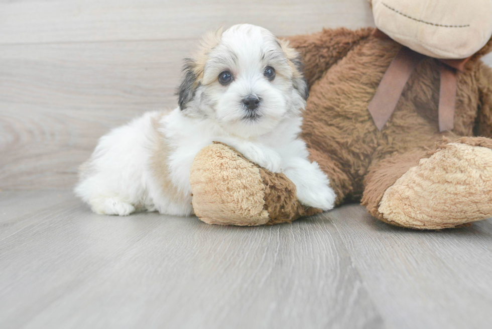 Popular Havachon Designer Pup