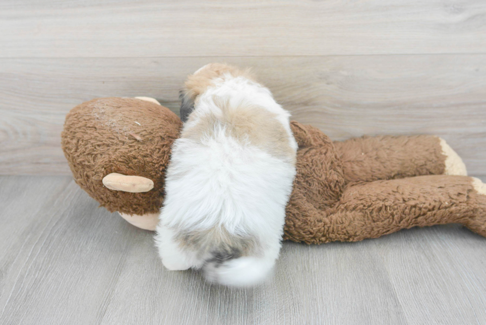 Petite Havachon Designer Pup