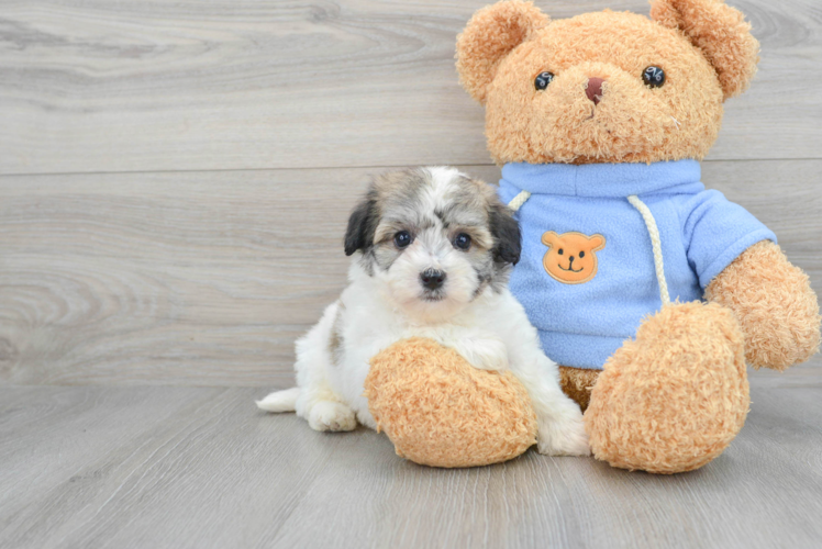 Havachon Puppy for Adoption