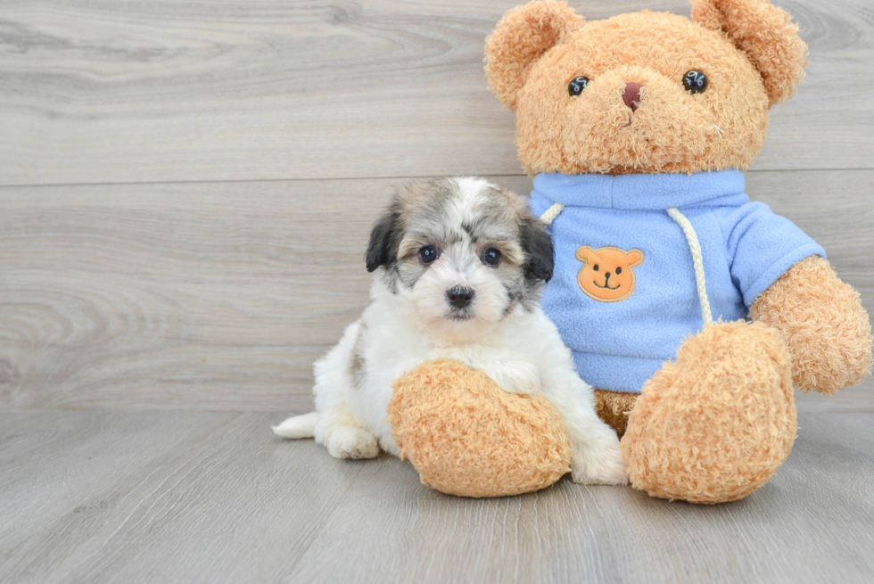 Havachon Puppy for Adoption