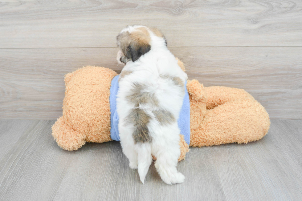 Adorable Havanese Designer Puppy