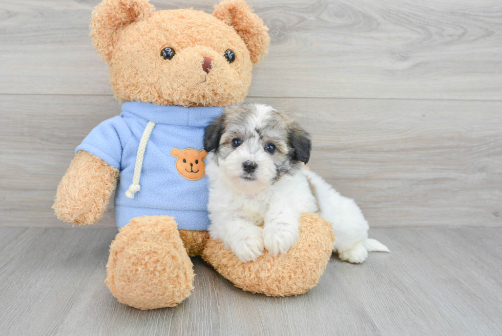 Havachon Puppy for Adoption