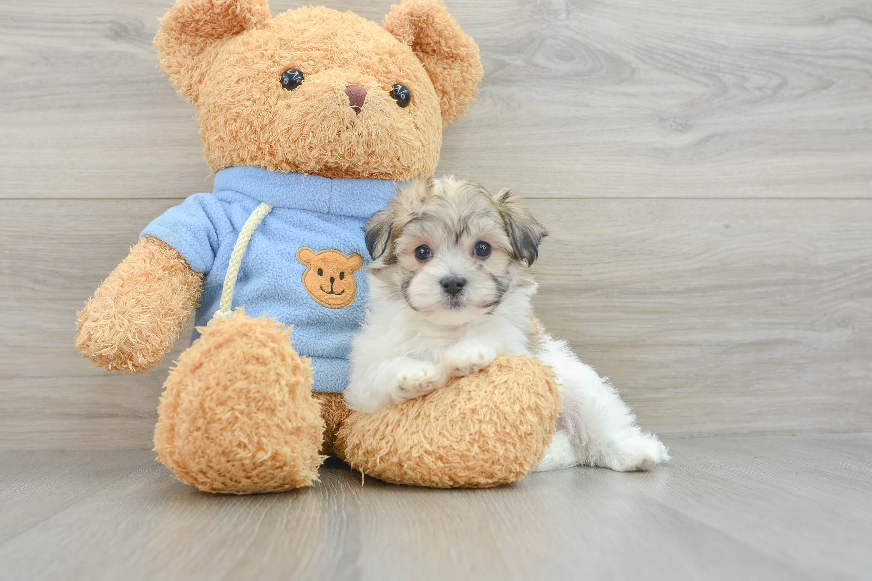 Havachon Puppy for Adoption