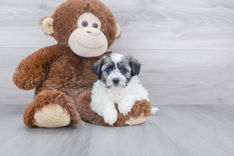 Playful Havanese Designer Puppy