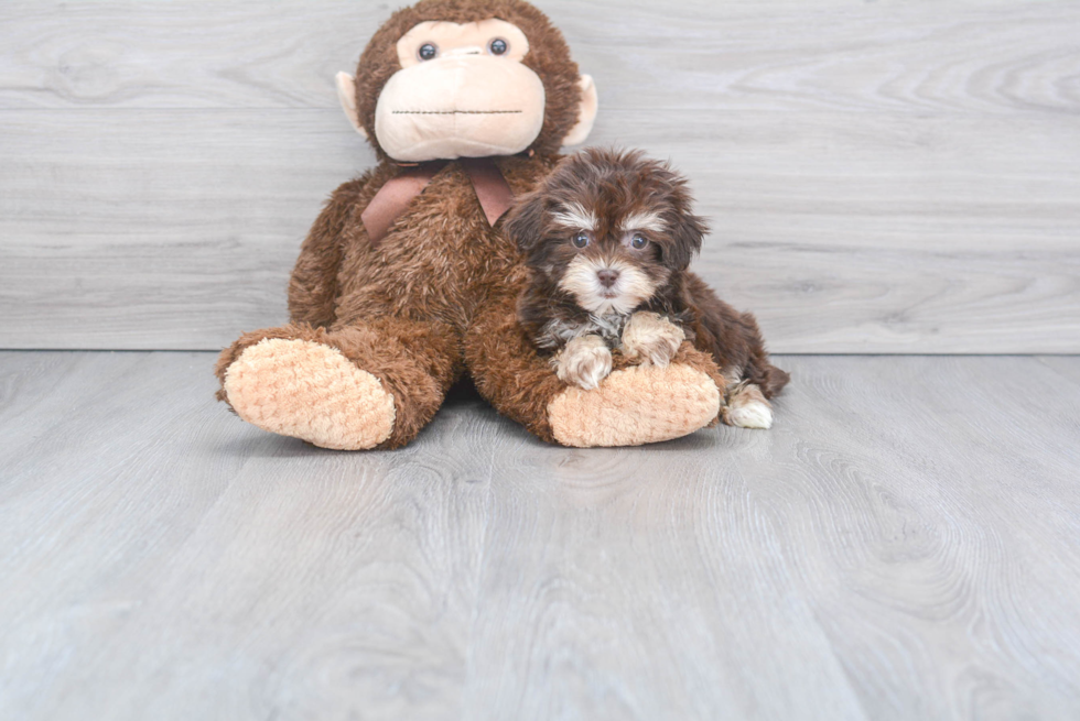 Popular Havachon Designer Pup