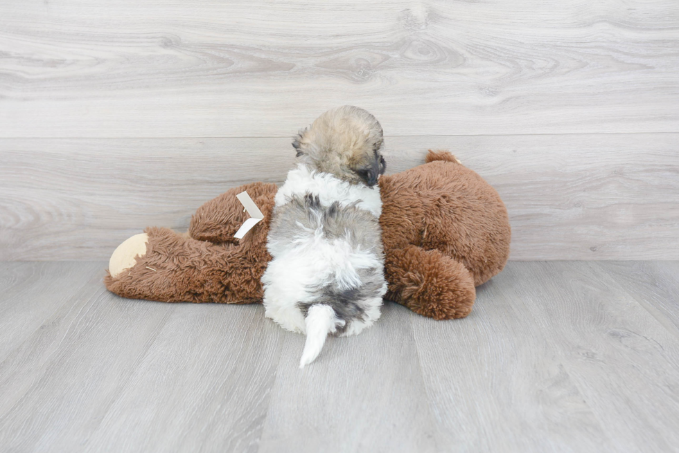 Smart Havachon Designer Pup