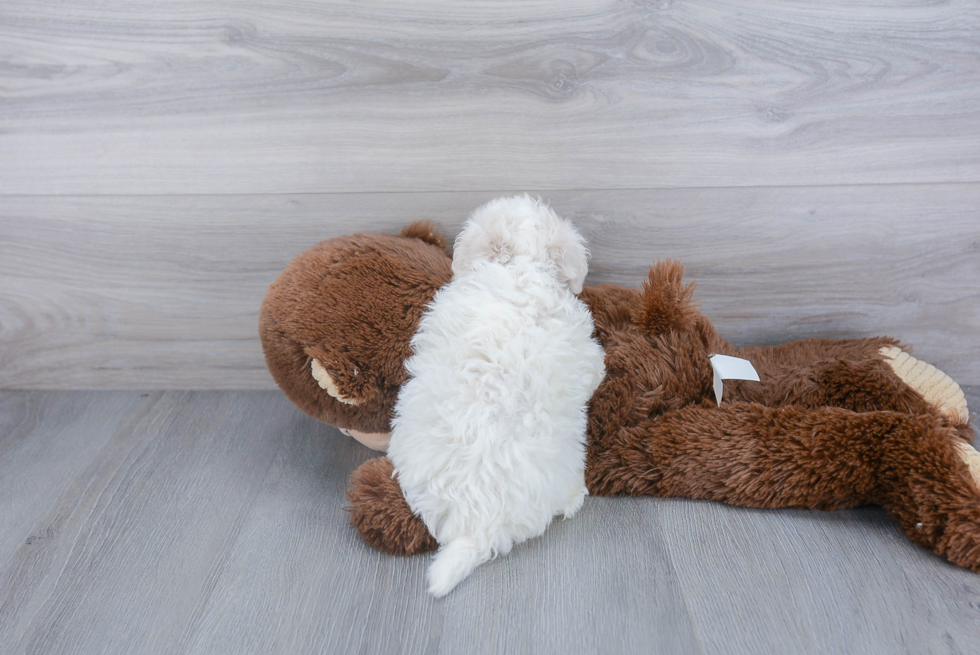 Havachon Puppy for Adoption