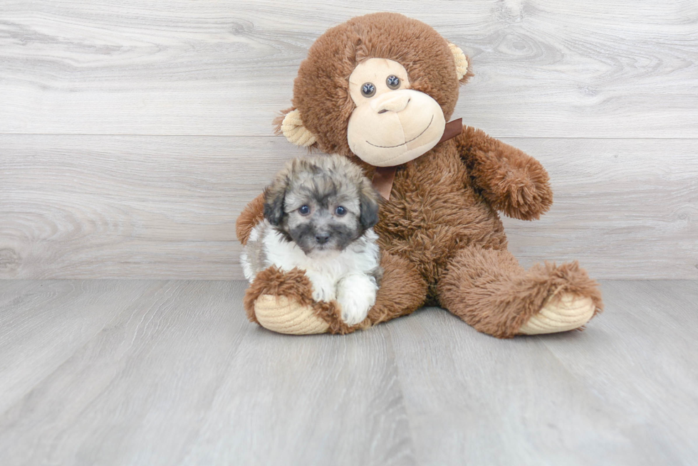 Havachon Puppy for Adoption