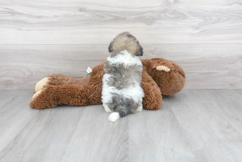 Havachon Pup Being Cute