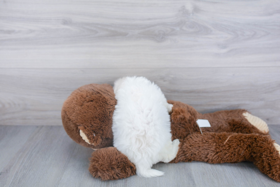 Havachon Pup Being Cute