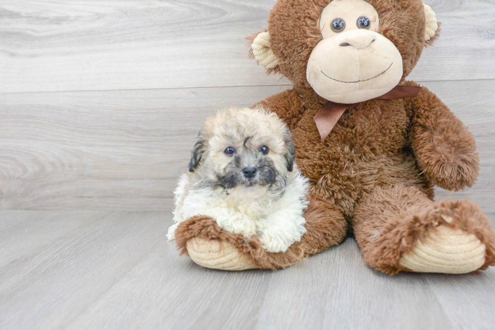 Havachon Puppy for Adoption