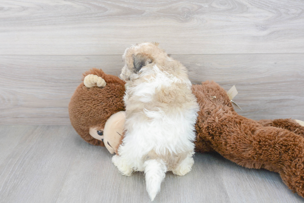 Hypoallergenic Havanese Designer Puppy