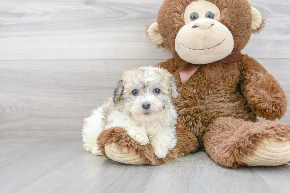 Havachon Puppy for Adoption