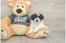 Havachon Puppy for Adoption