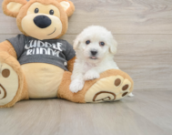 5 week old Havachon Puppy For Sale - Premier Pups