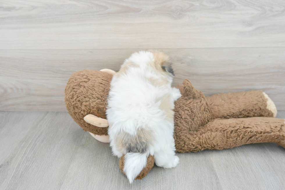 Popular Havachon Designer Pup