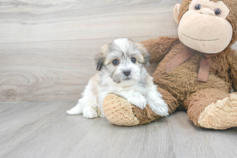 Friendly Havachon Baby