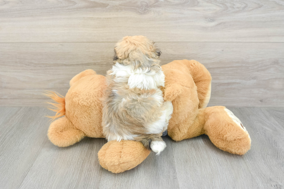 Fluffy Havachon Designer Pup