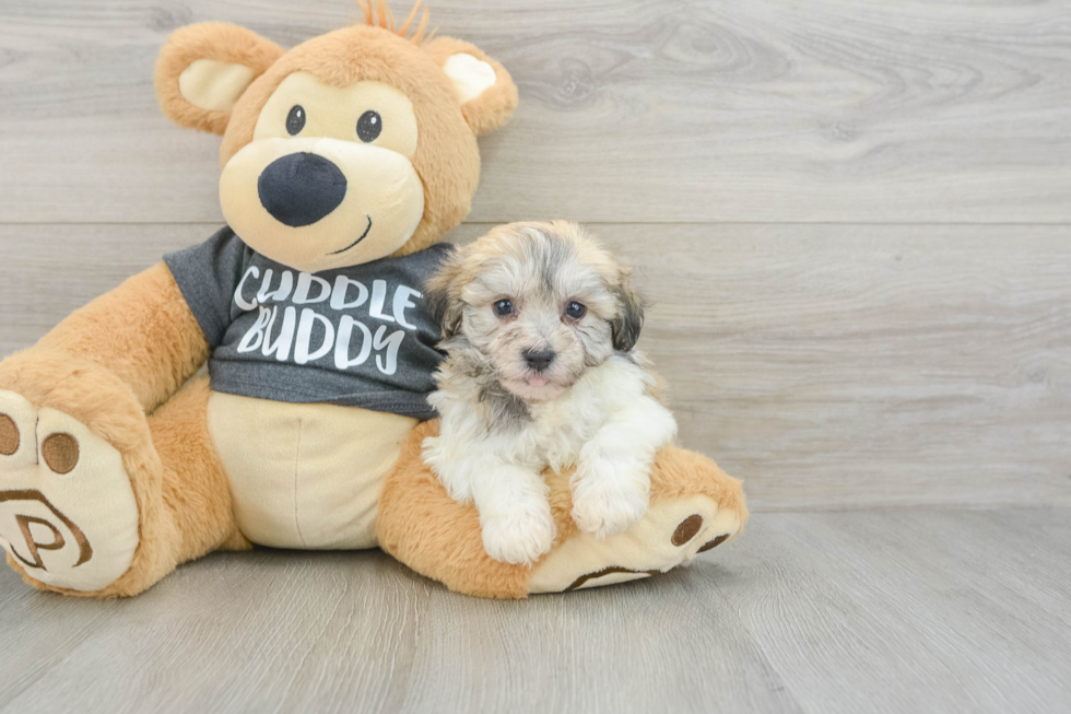 Havachon Puppy for Adoption