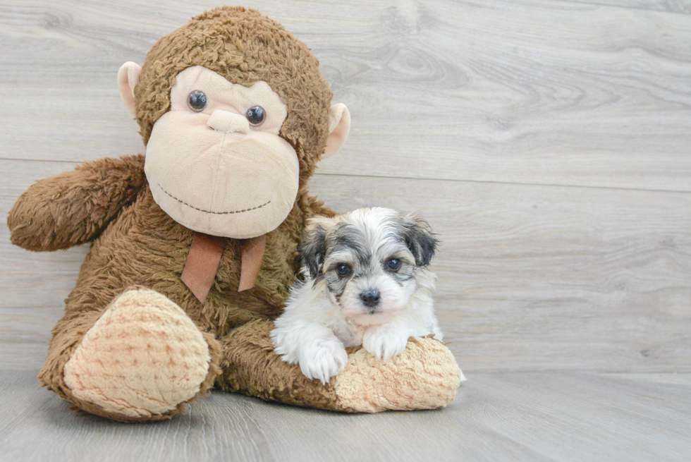 Little Havanese Designer Puppy