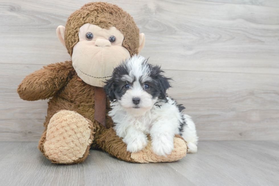 Havachon Pup Being Cute